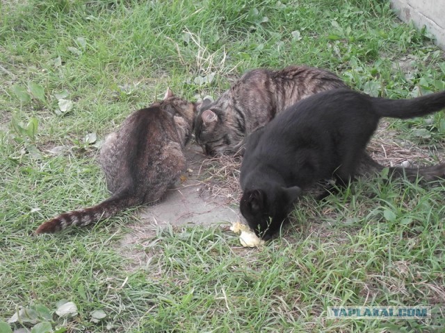 Котята просят есть