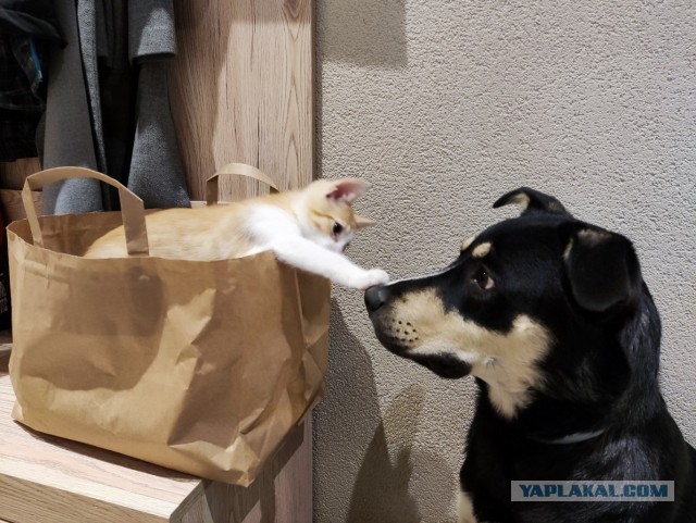 Котовторнику посвящается. Счастья привалило