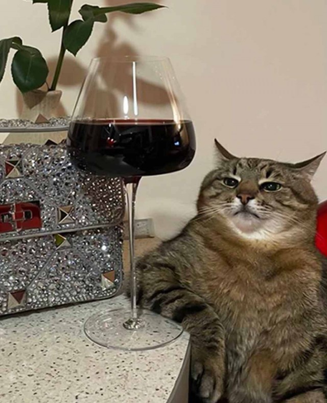 Коту Степану бабу привели
