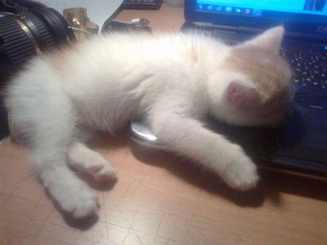 Котовторник 23.04.2013
