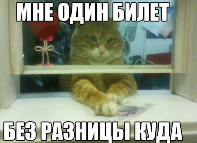 Петицию с требованием уволить проводницу РЖД, выбросившую кота Твикса в Кирове, подписали более 50 тысяч человек