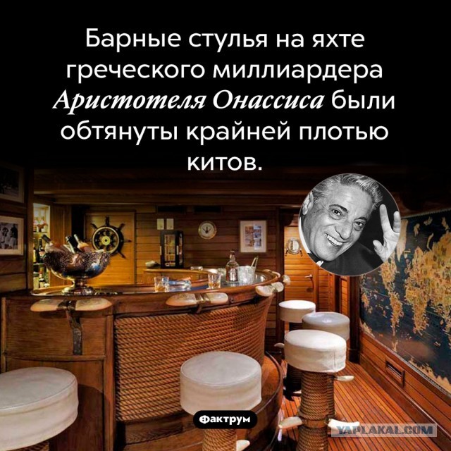 В водах Атлантического океана впервые за 200 лет был замечен серый кит