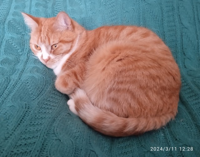 Толстые коты
