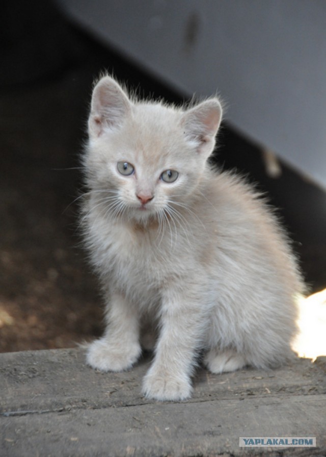 Котовторник 21.05.2013
