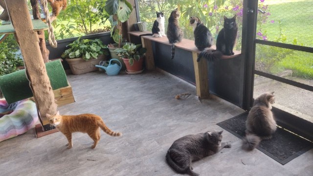 Мой ботанический сад с котами