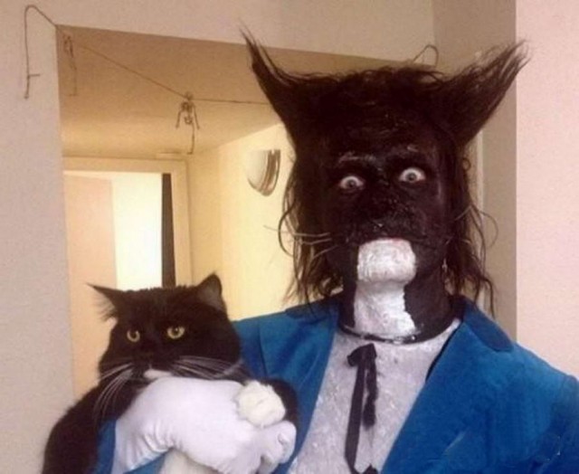 Котовтоник в картинках