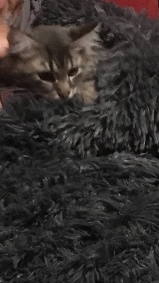 Мэйн-кун!  Котовторнику посвещается!
