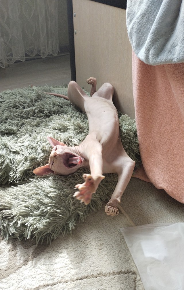 С Котовторником!