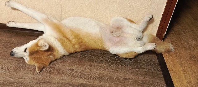 Купила кошке ковëр