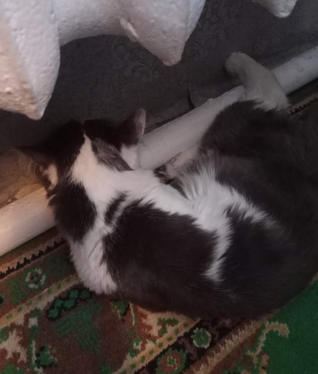 Мой кот уходит на радугу