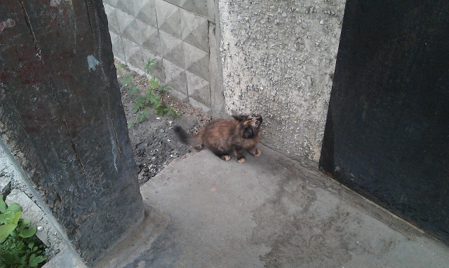 Котовторник 04.06.2013