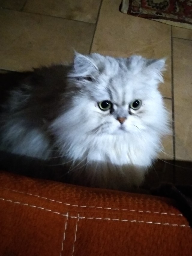 Котэ