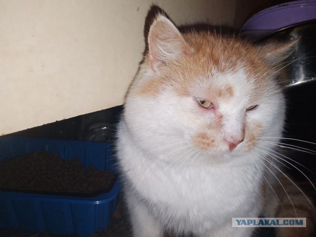 Жизнь домашнего приюта для котеек 526