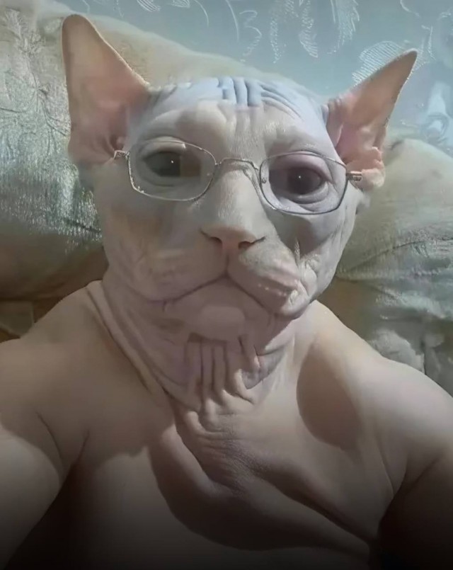 Кот с человеческим лицом.