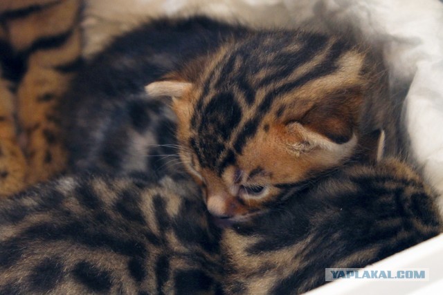 О бенгальских котах на наглядном примере