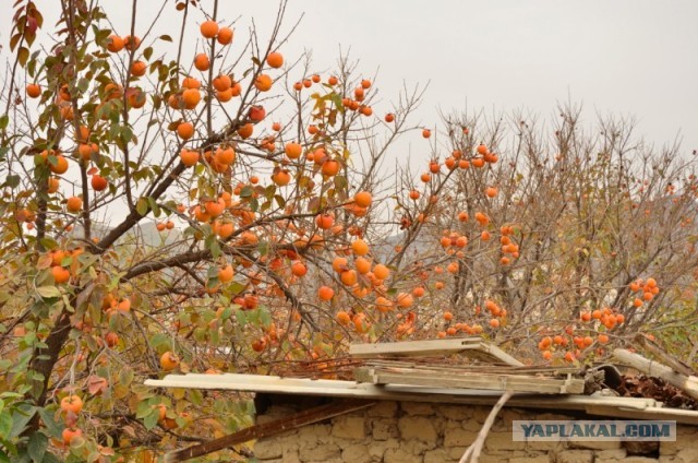 Всё о Туркменистане