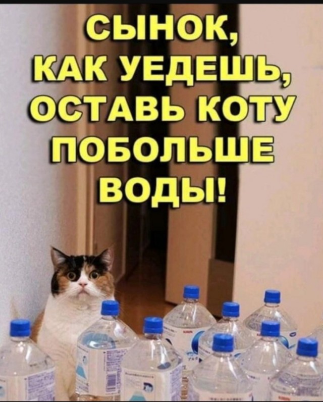 Смешные картинки с надписями и планы на лето 2025