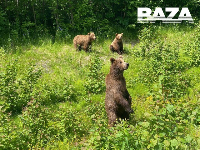 Медвежий КПП появился на трассе на Камчатке. Чтобы проехать, водителям приходится давать «на лапу»