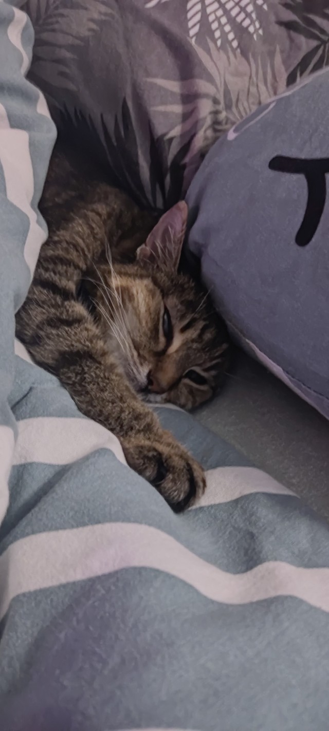 Канун котовторника