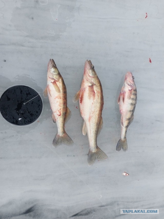 Люблю зимнюю рыбалку.