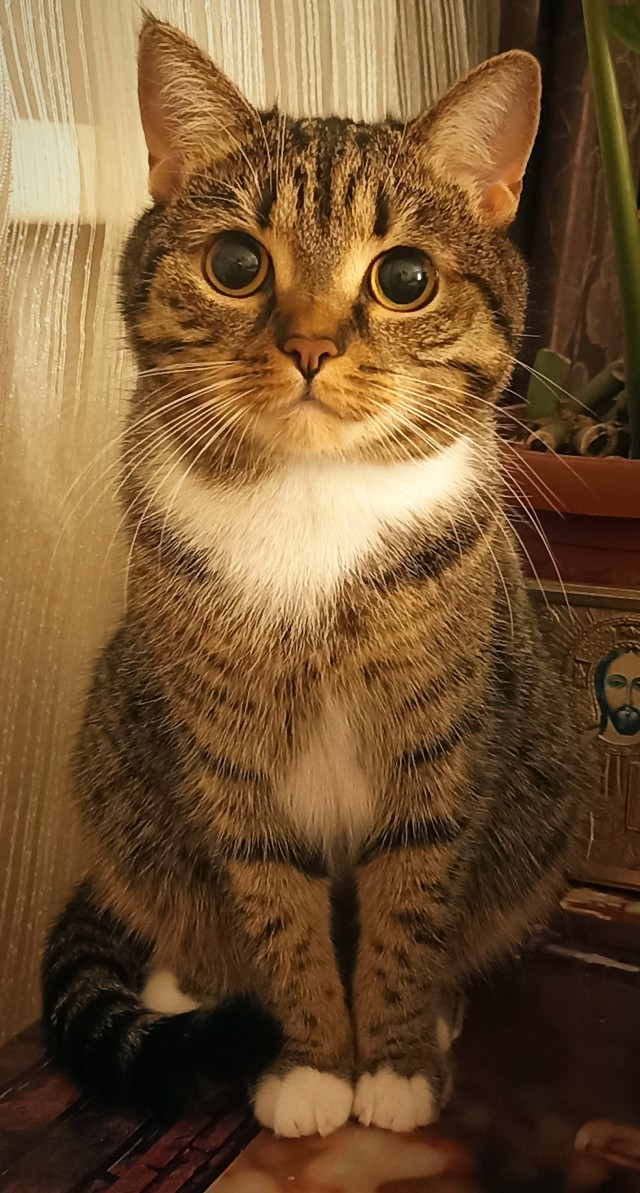 К котовторнику