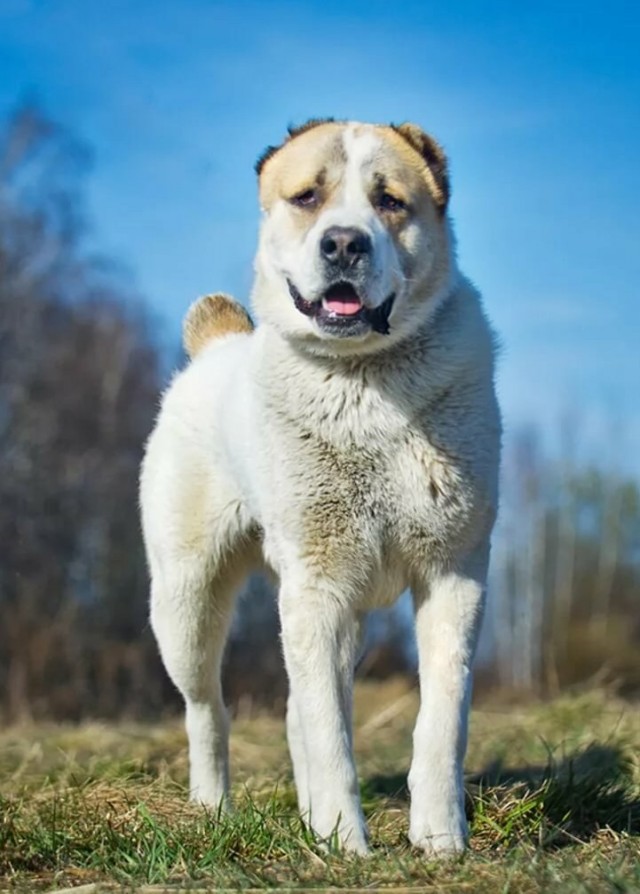 Как навсегда отучить лаять незнакомую собаку