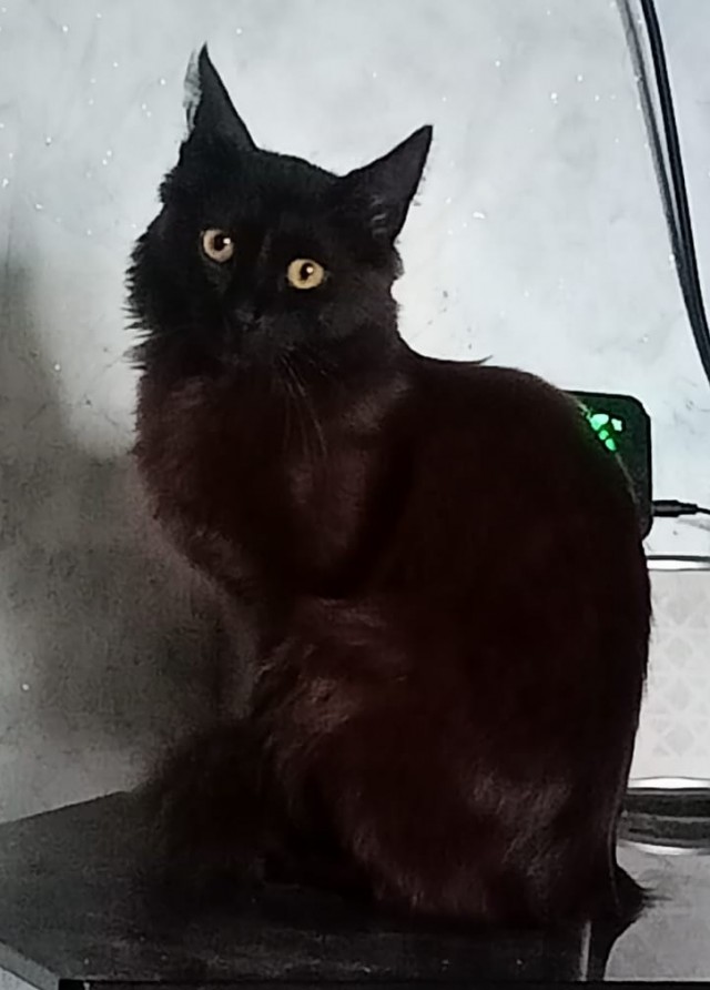 Котик с помойки