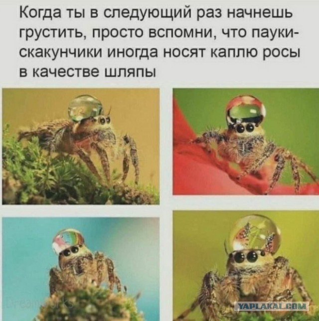 Забавные и не очень скромные картинки - 18