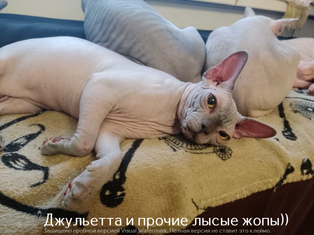 Жизнь домашнего приюта "Котоленд" 525