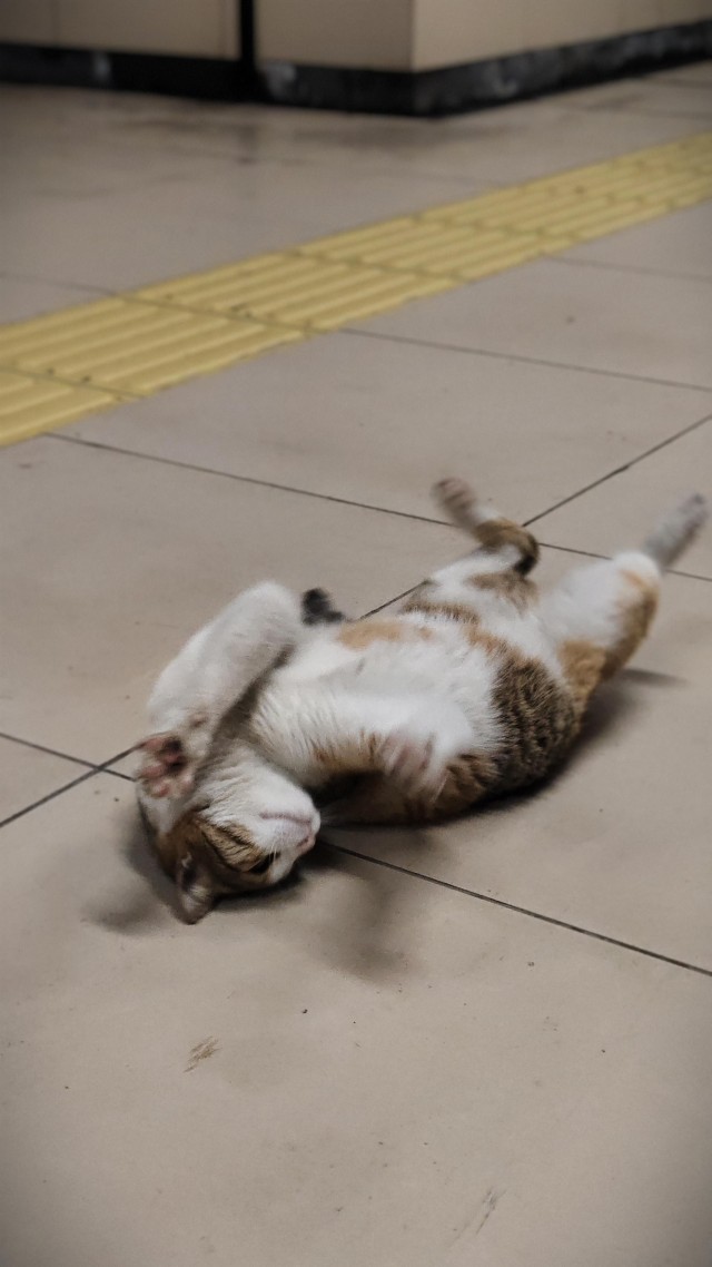 Уличные кошки Стамбула