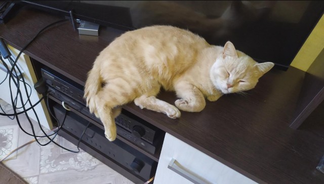 А у нас сегодня кошка, родила двоих котят