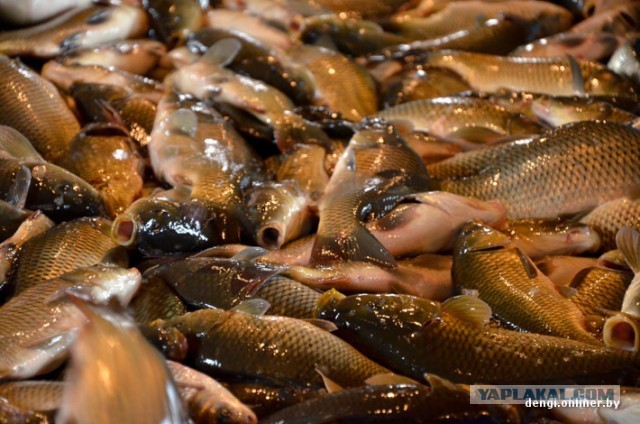 Ловцы грез: репортаж из белорусского рыбхоза