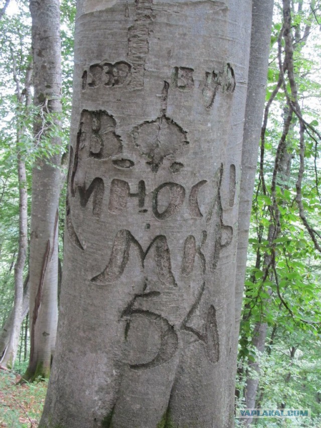 В горах. Абхазия.