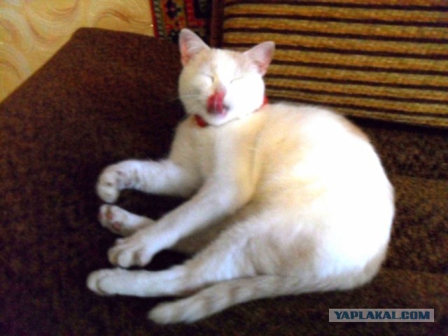 Котовторник 17.09.2013
