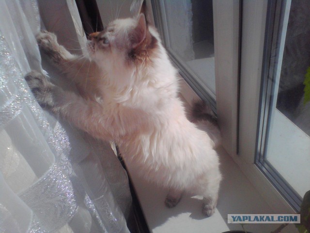 Котовторник 29.10.2013