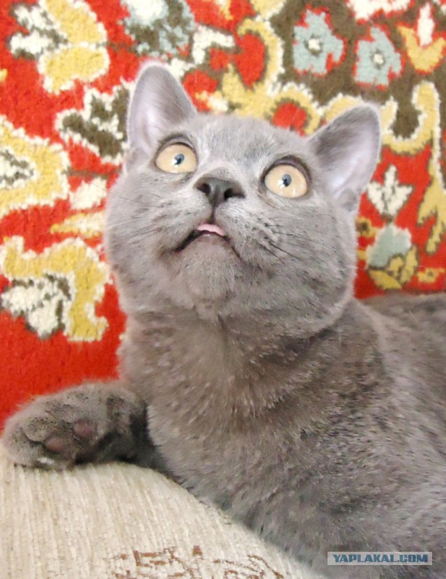 Котовторник  25.03.2014