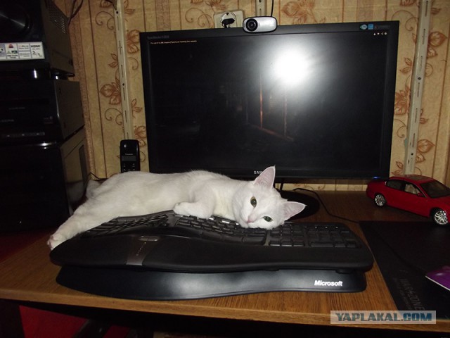 Котовторник 01.04.2014