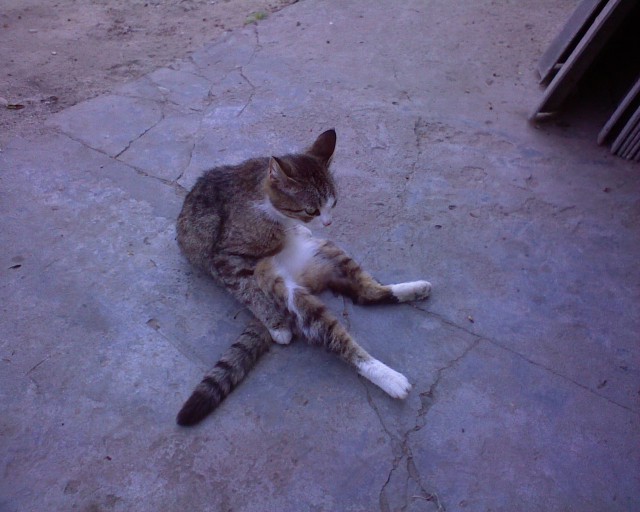 Котовторник 01.04.2014