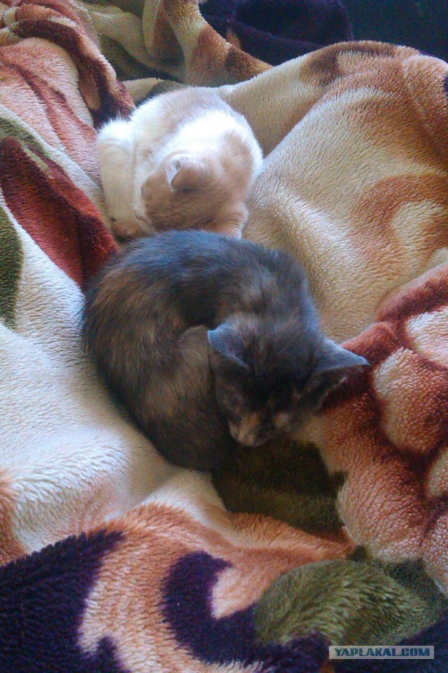 С Котовторником!
