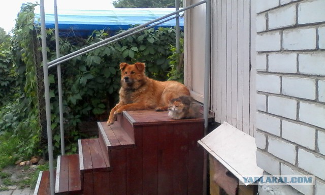Котовторник 10.06.2014