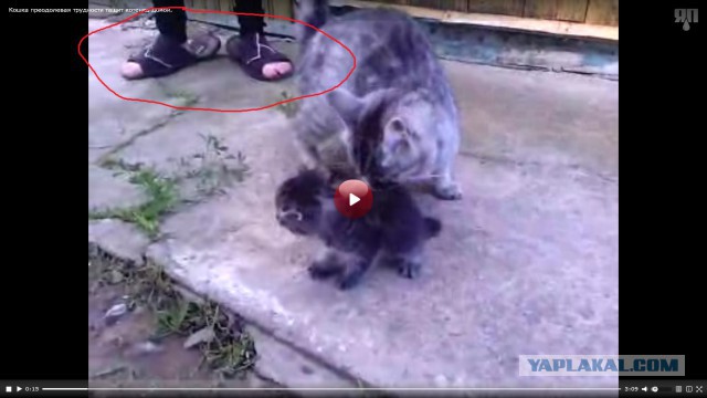 Кошка тащит домой котенка преодолевая преграды.