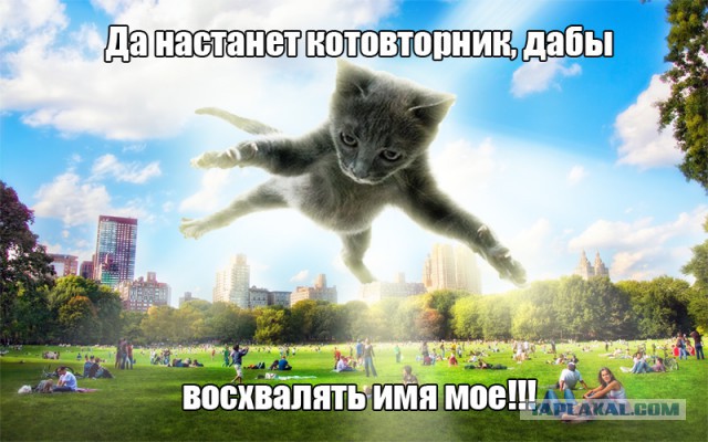 Котовторник 12.08.2014