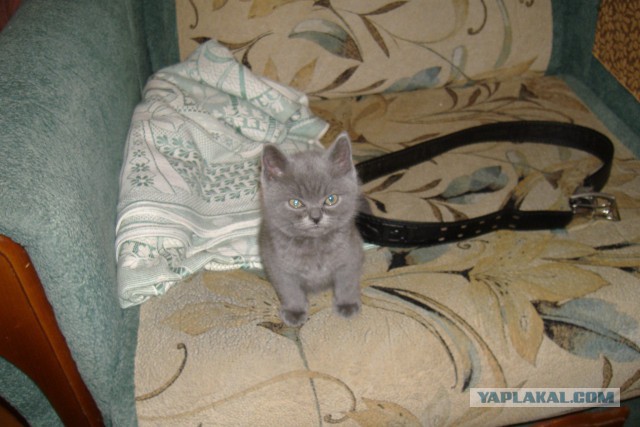 Котовторник 25.11.2014