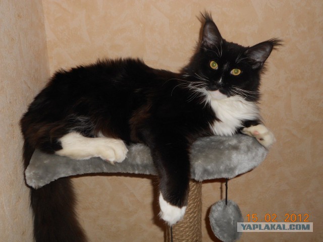 Котовторник 23.12.2014