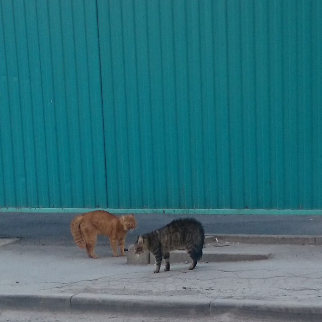 Котовторник
