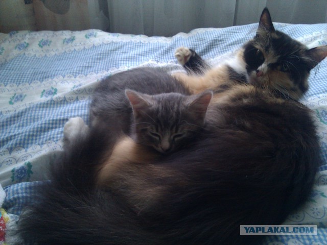 Про Тучку, которая стала Дымкой