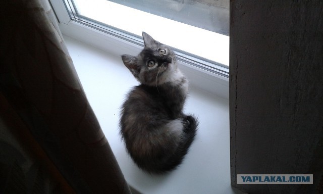 Котовторник