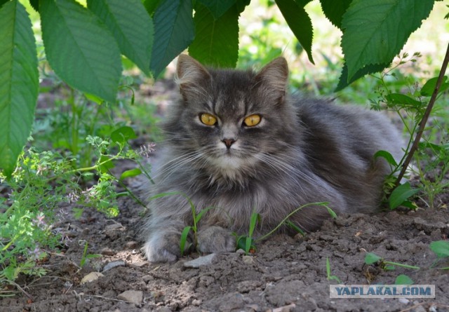Котовторник 16.06.2015., Котовторник наступил!