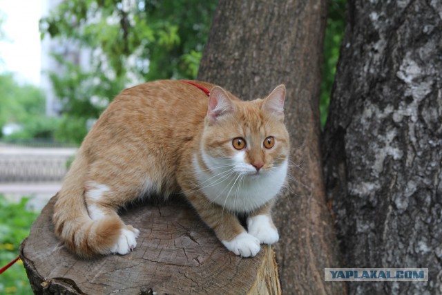 Нужна помощь в розыске кота!