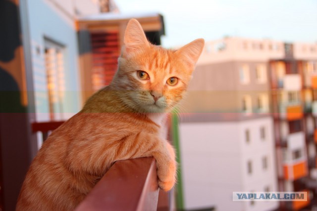 10 преимуществ котовладельцев :)
